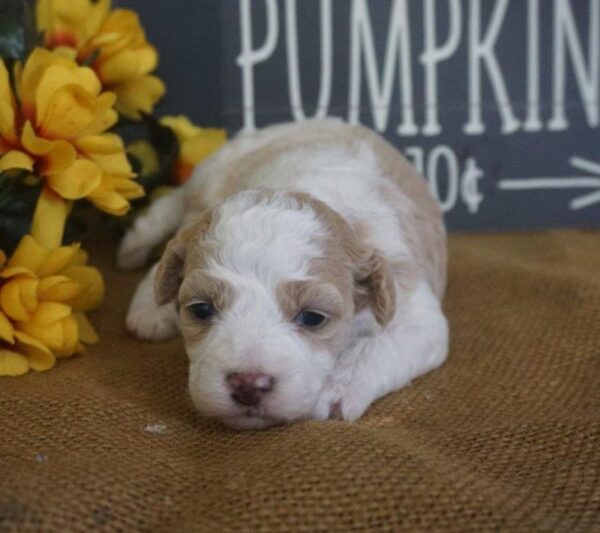 Pumpkin - Bichapoo Puppy